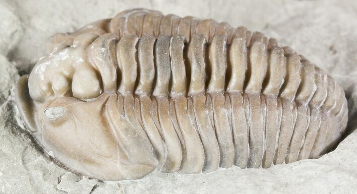 Prone Flexicalymene Trilobite In Shale - Ohio #52953